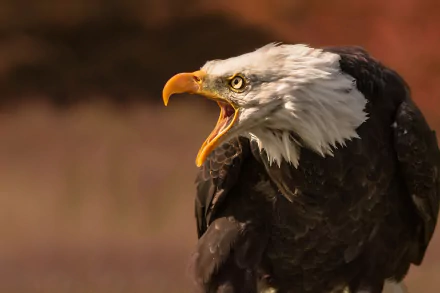 bird of prey eagle Animal bald eagle HD Desktop Wallpaper | Background Image