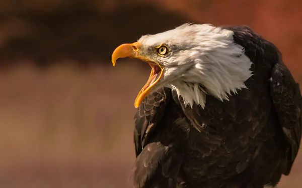 bird of prey eagle Animal bald eagle HD Desktop Wallpaper | Background Image