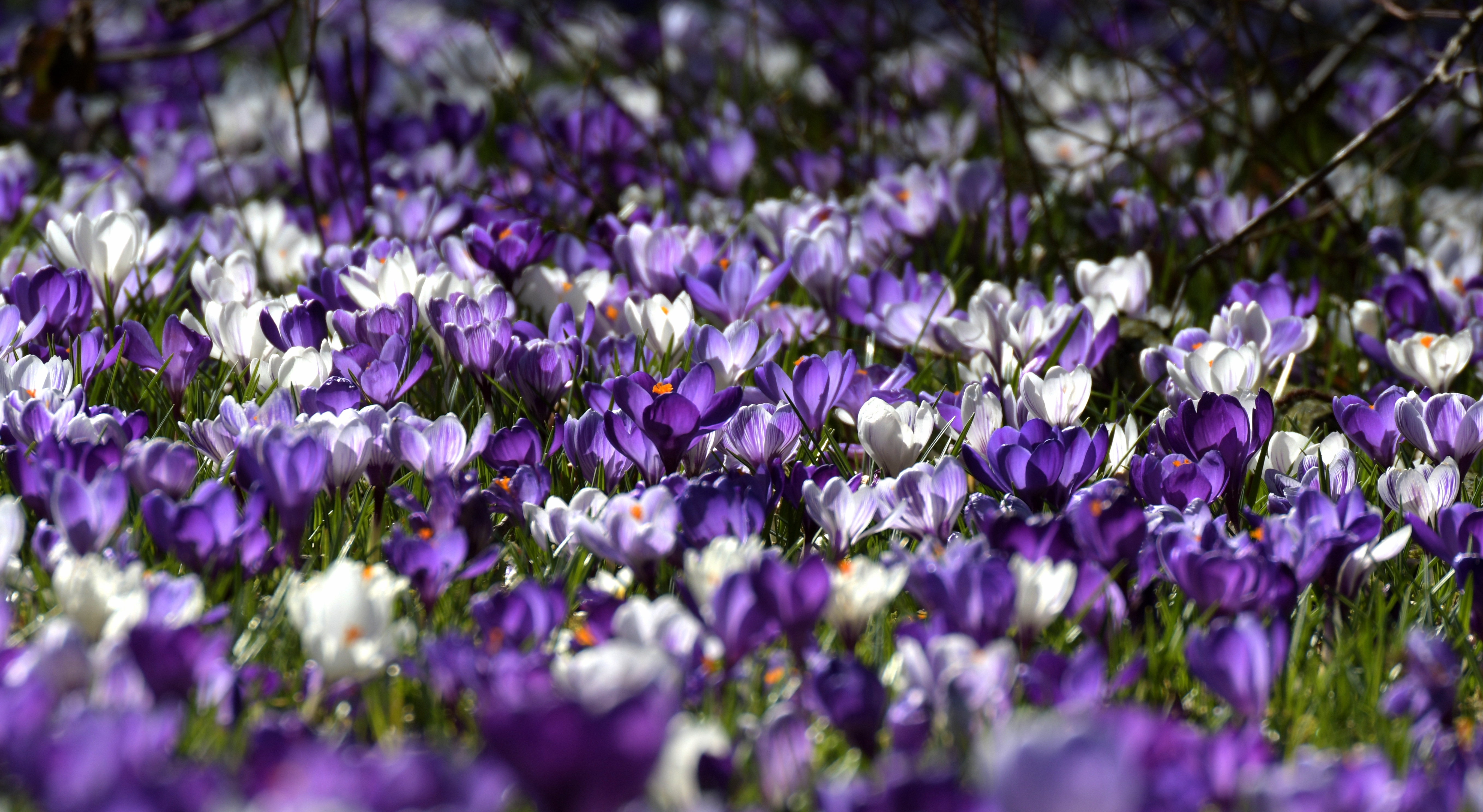 Crocus 4k Ultra HD Wallpaper