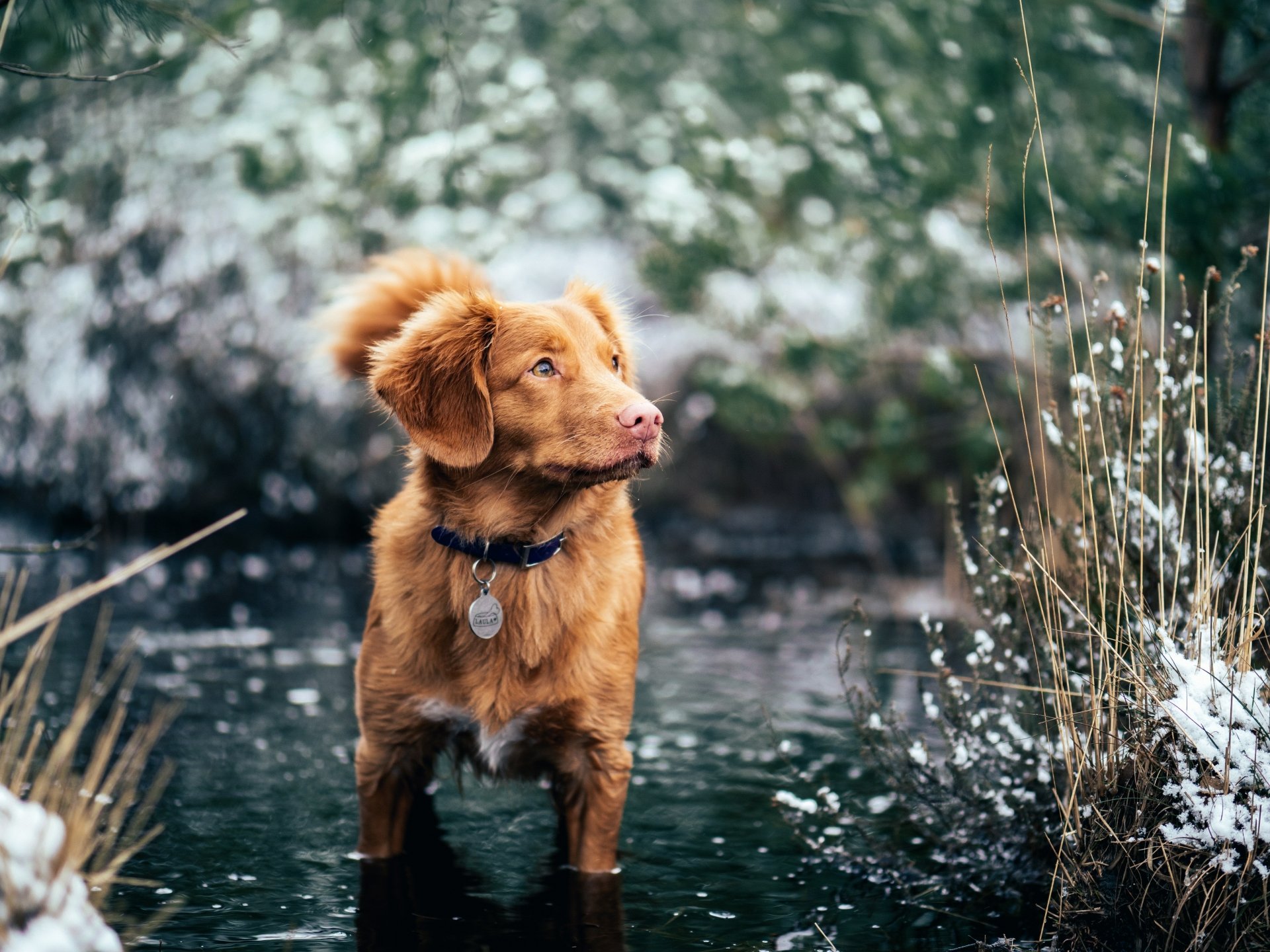 5K Ultra HD desktop wallpaper of a Nova Scotia Duck Tolling Retriever dog standing in shallow snowy water, reddish coat and collar amid winter reeds and soft bokeh background.