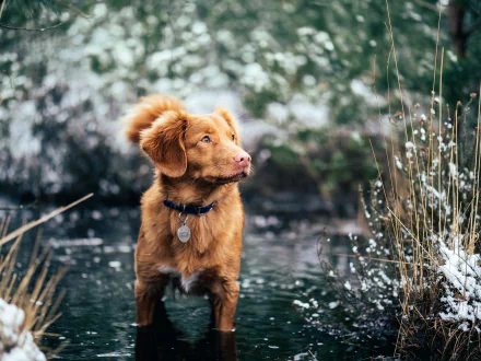 5K Ultra HD desktop wallpaper of a Nova Scotia Duck Tolling Retriever dog standing in shallow snowy water, reddish coat and collar amid winter reeds and soft bokeh background.