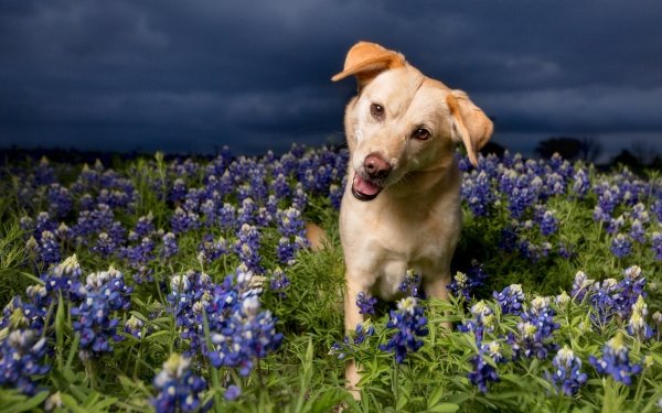 Animal Golden Retriever Dogs Dog Flower Blue Flower HD Wallpaper | Background Image