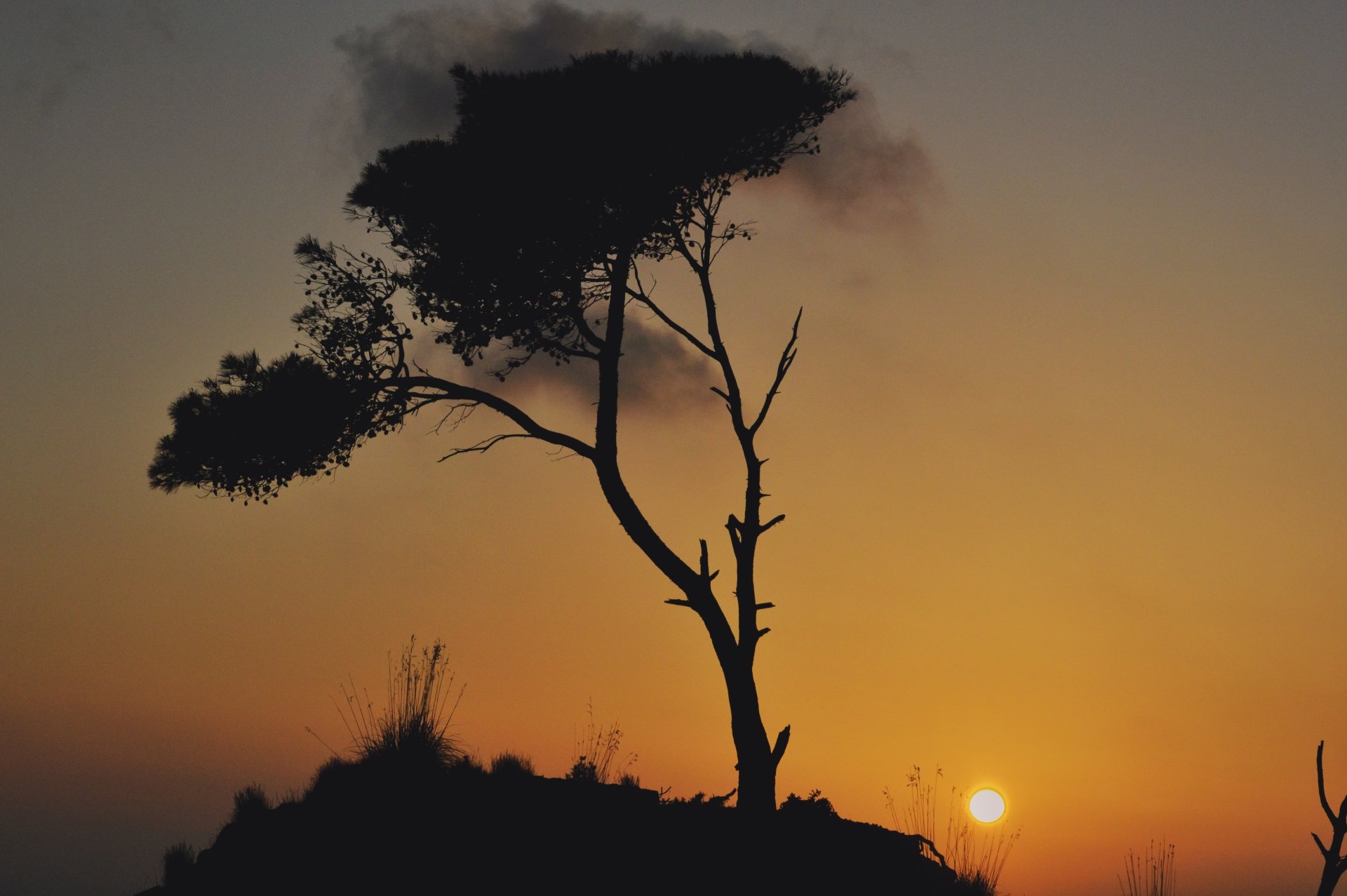 Silhouetted tree against a vibrant orange sunset sky, captured in 4K Ultra HD as a nature-themed PC desktop wallpaper.