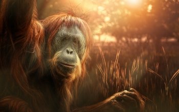 94 Orangutan Hd Wallpapers Background Images Wallpaper Abyss