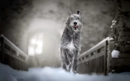 HD PC desktop wallpaper: Irish Wolfhound (dog) running through snowy winter on a bridge, shallow depth of field focusing on the animal.