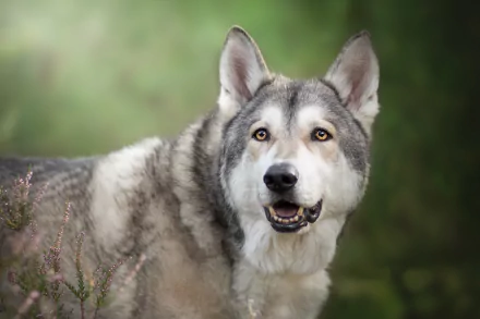 dog czechoslovakian wolfdog Animal wolfdog HD Desktop Wallpaper | Background Image