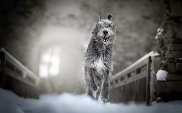 HD PC desktop wallpaper: Irish Wolfhound (dog) running through snowy winter on a bridge, shallow depth of field focusing on the animal.
