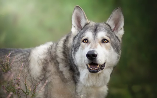 HD PC wallpaper featuring a close-up of a Czechoslovakian Wolfdog with a focused expression against a blurred natural background.