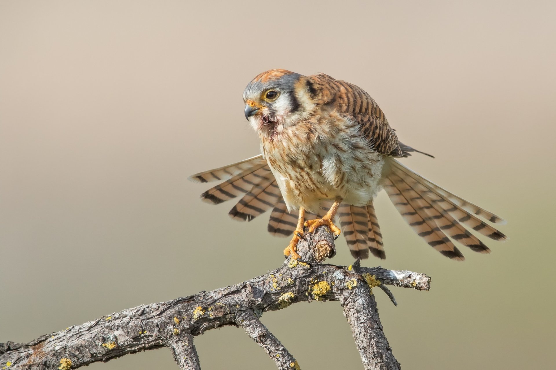 Download Bird Of Prey Bird Animal American Kestrel HD Wallpaper