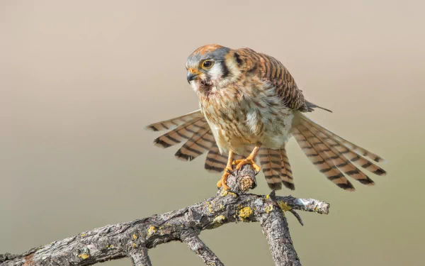 bird of prey bird Animal American Kestrel HD Desktop Wallpaper | Background Image