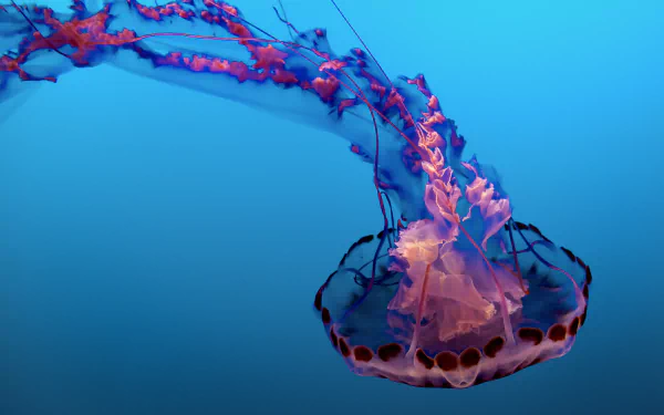 underwater sea life Animal jellyfish HD Desktop Wallpaper | Background Image
