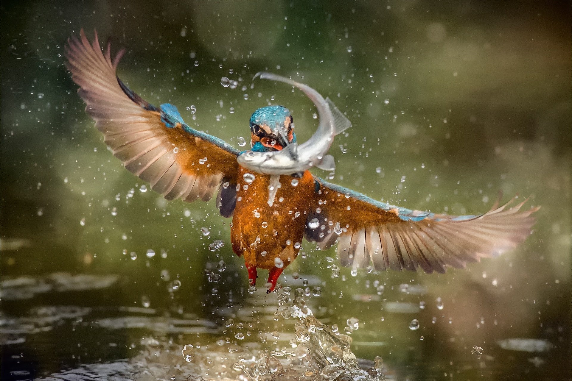 Fishing birds. Красивые рыбы птицы. Полет птицы. Летающие животные. Зимородок птица в полете.