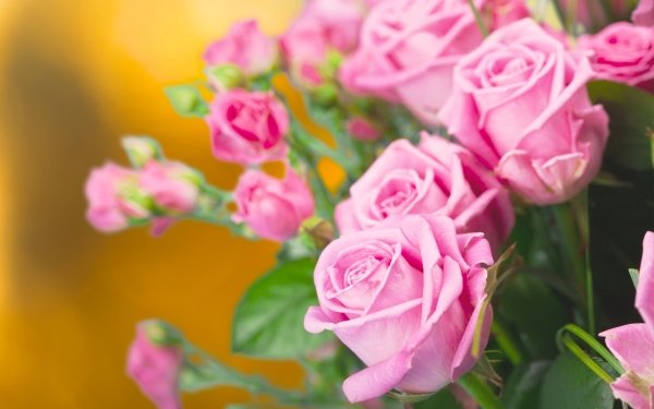 Nature Rose Flowers Flower Pink Flower Close-Up HD Wallpaper | Background Image
