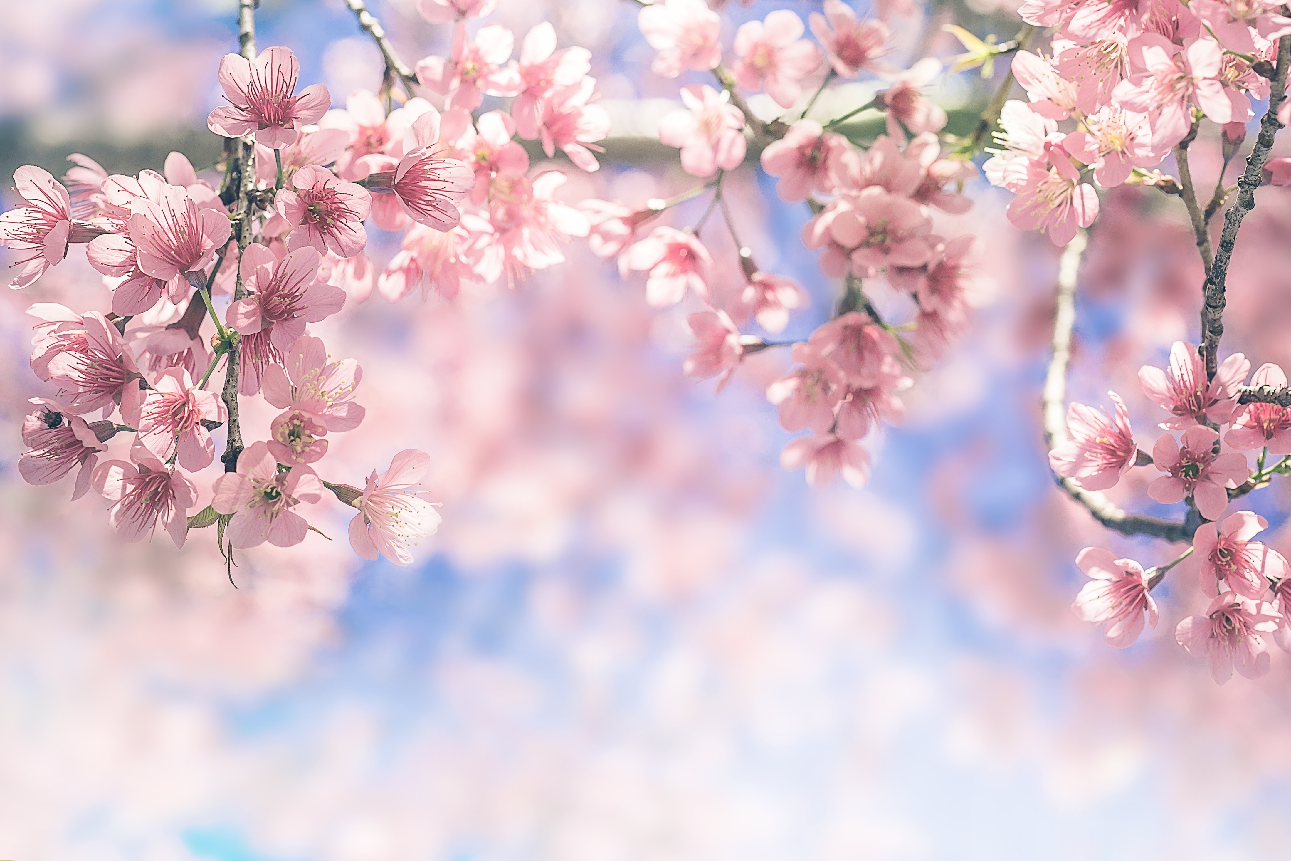 Bạn yêu hoa Nhật? Hình nền 4K siêu nét đem đến cho bạn những hình ảnh tươi sáng, yên bình và đầy màu sắc của những cánh hoa Nhật tuyệt đẹp. Với độ phân giải cao, các chi tiết được hiển thị rõ nét và sắc nét tuyệt đẹp.