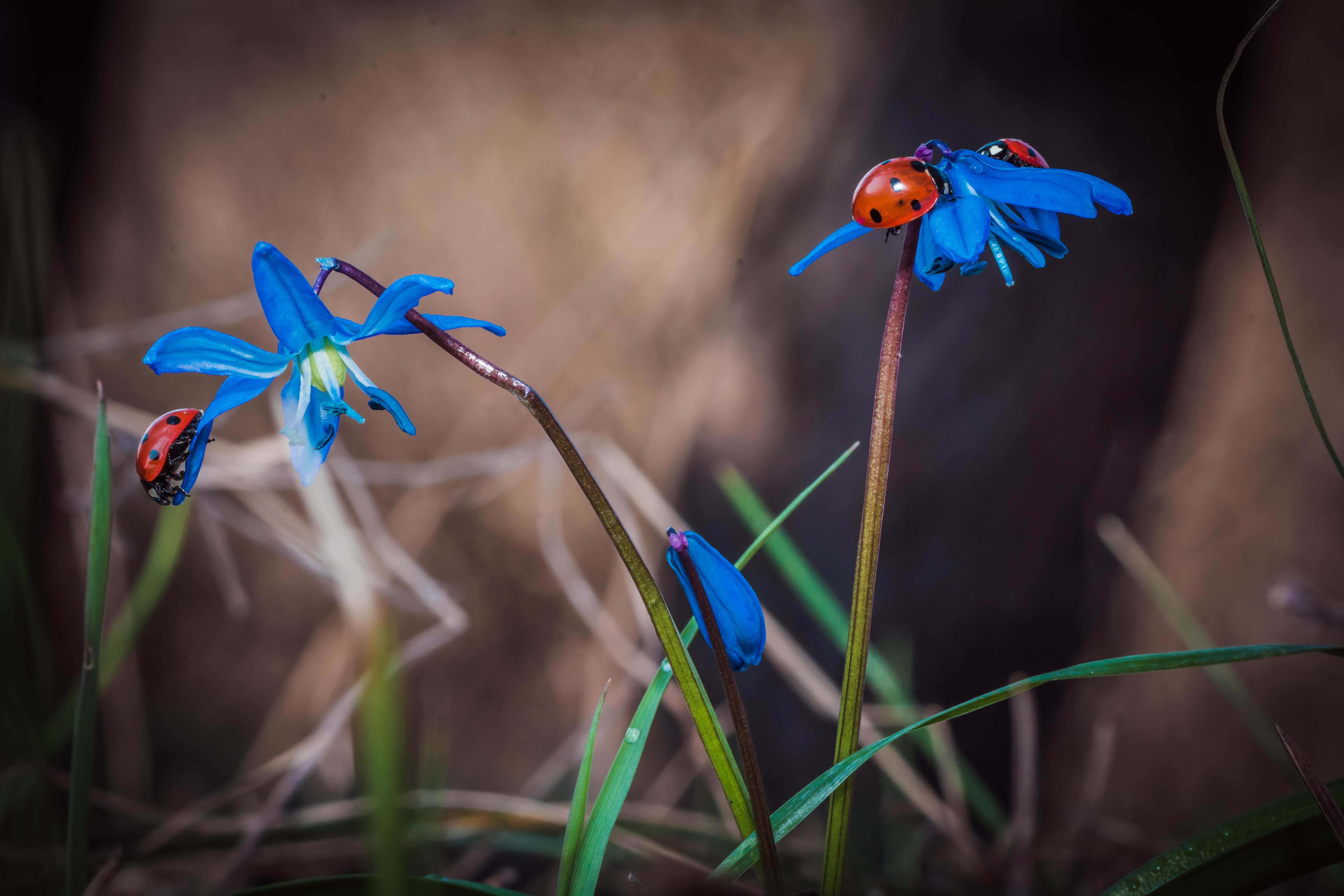 4K Ultra HD Macro: Ladybugs on Vibrant Blue Flowers