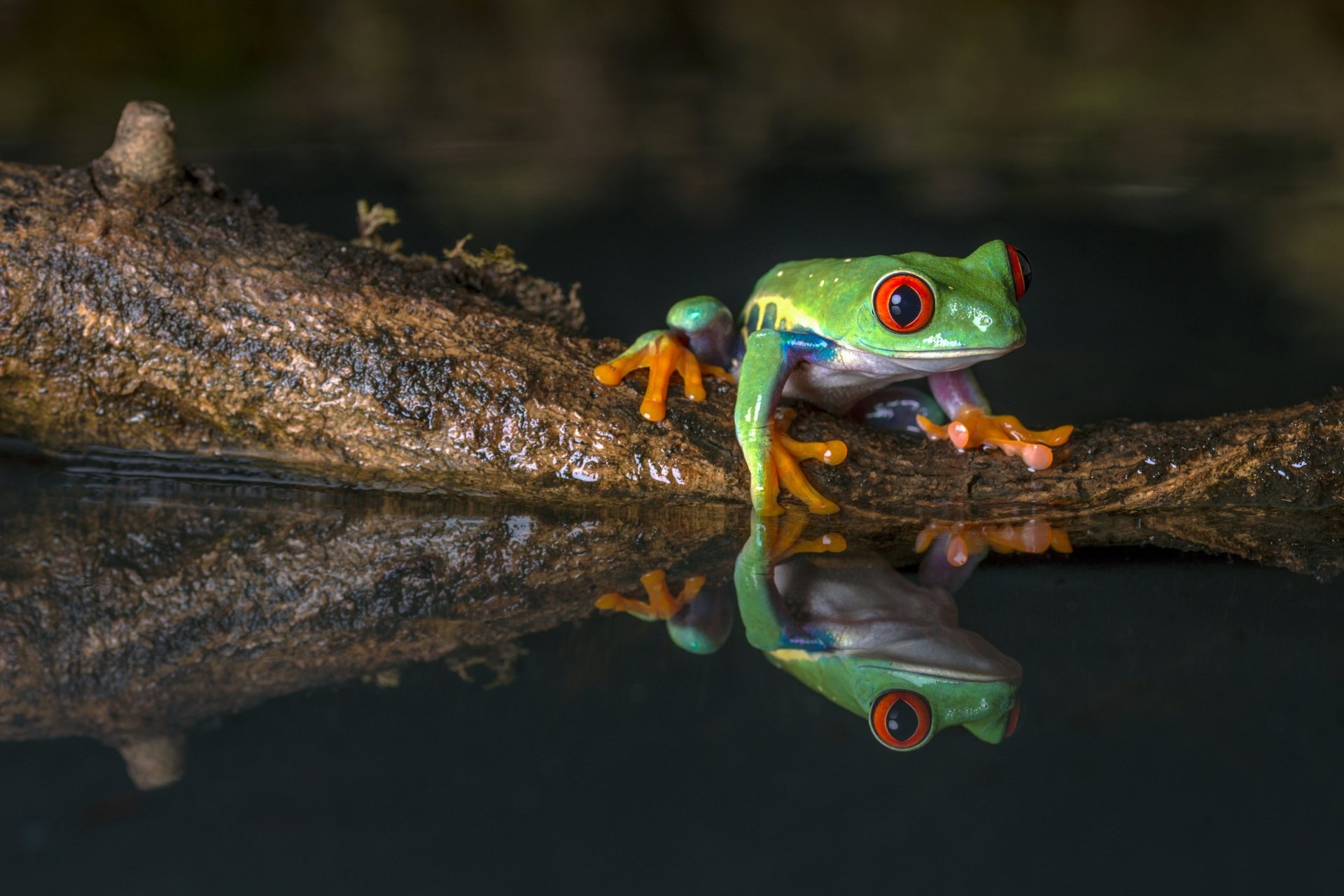 Red Eyed Tree Frog 5k Retina Ultra HD Wallpaper | Background Image