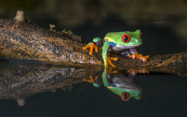 A vibrant red-eyed tree frog perched on a branch, its reflection visible in the water below, captured in 4K Ultra HD detail.