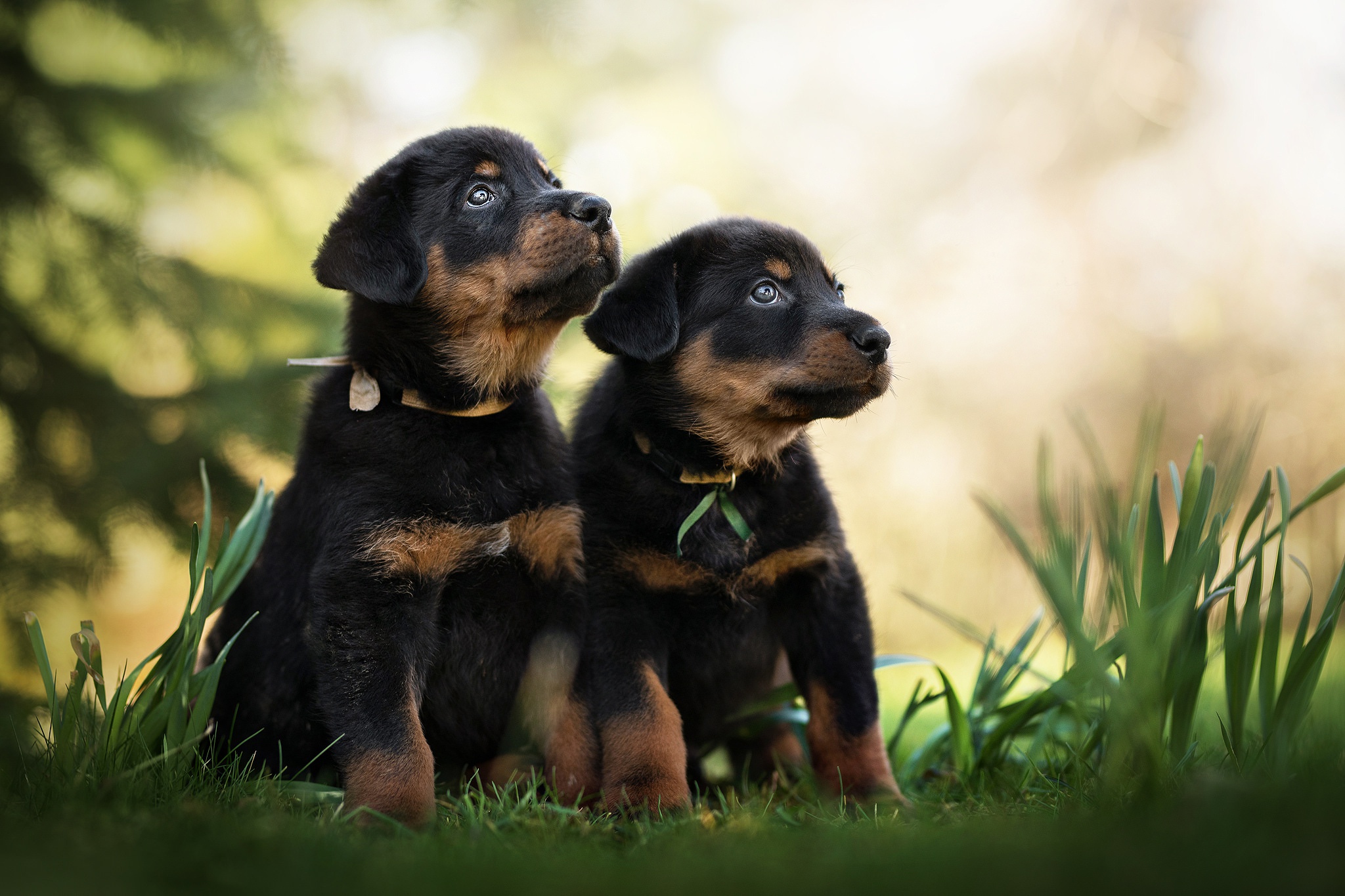 Animal Puppy HD Wallpaper | Background Image