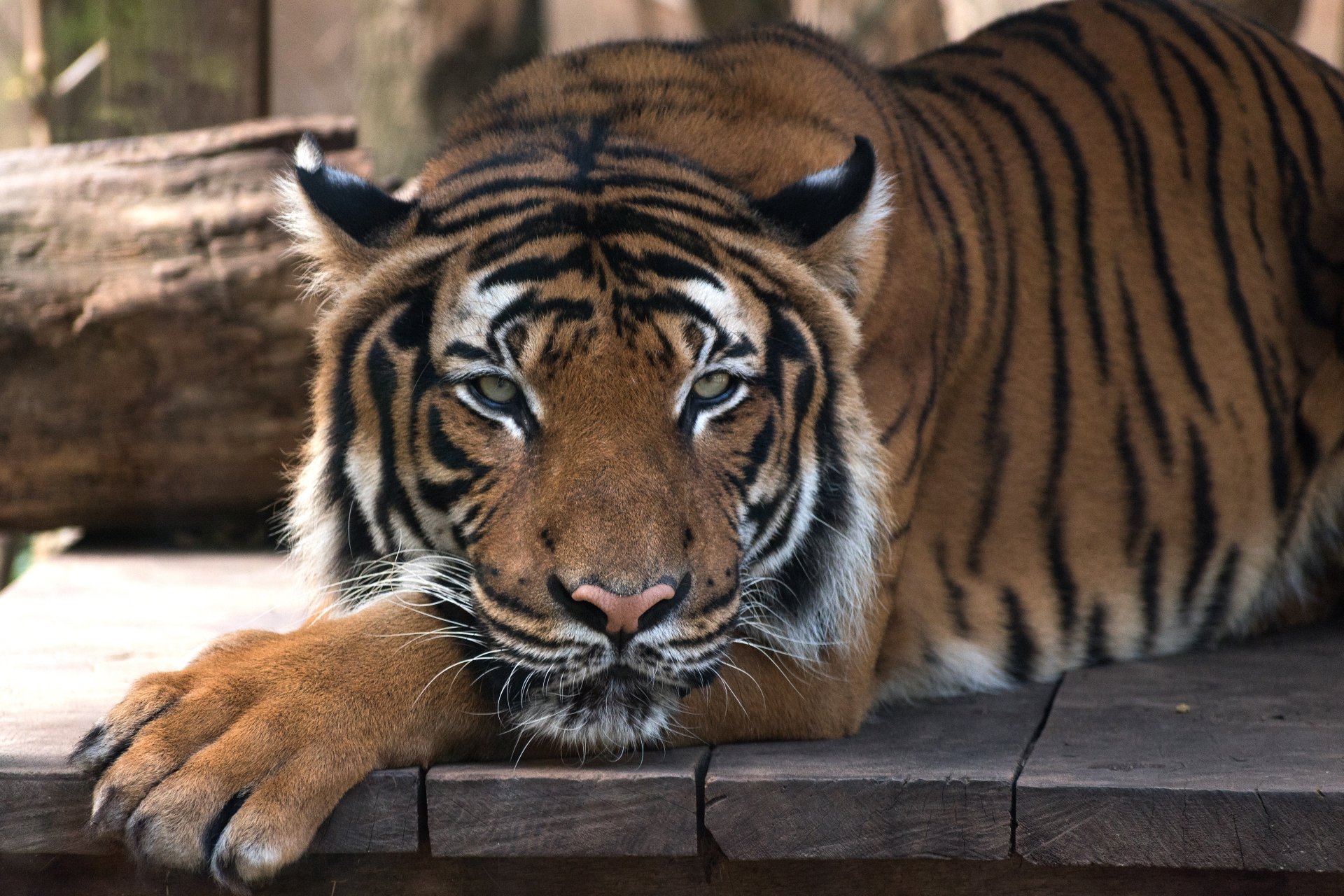 4K Ultra HD PC desktop wallpaper: close-up of a resting tiger (animal) lying on a wooden platform, intense gaze and detailed orange-and-black stripes, soft background.
