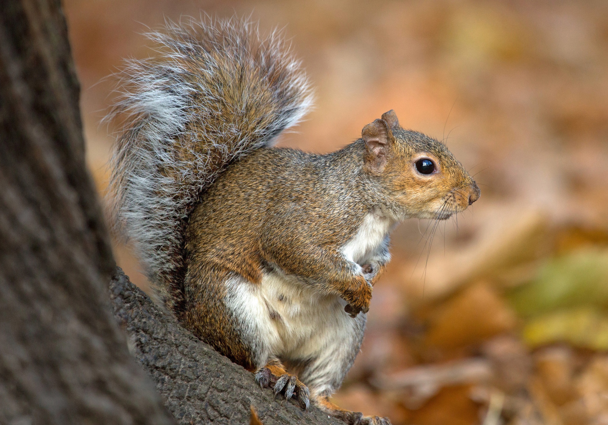 Download Rodent Animal Squirrel HD Wallpaper