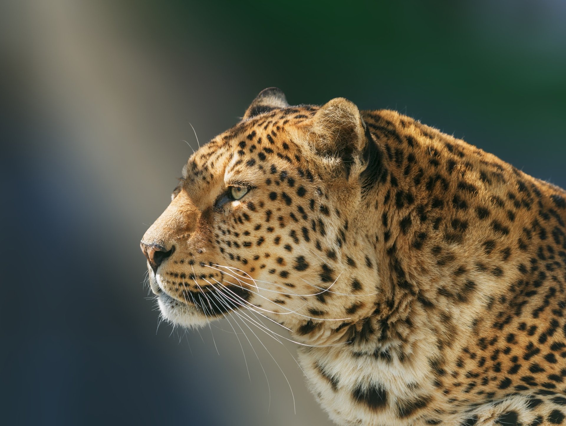 Majestic Leopard HD Wallpaper: Wild Elegance in Focus | 2200x1656 ...