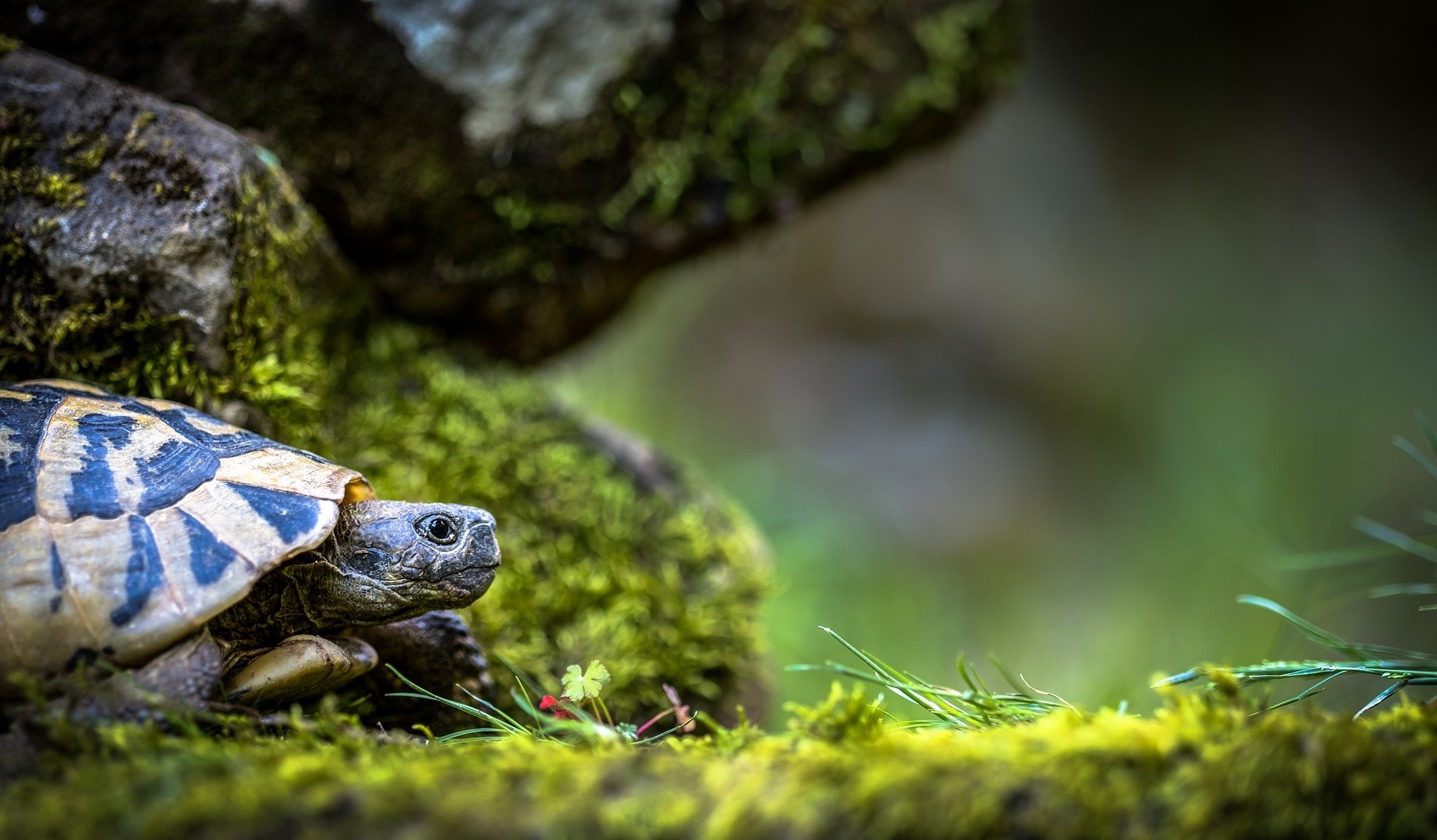 HD desktop wallpaper featuring a close-up of a turtle, a reptile, resting on mossy ground with blurred natural background.