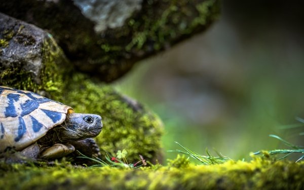 Animal Turtle Turtles Reptile HD Wallpaper | Background Image