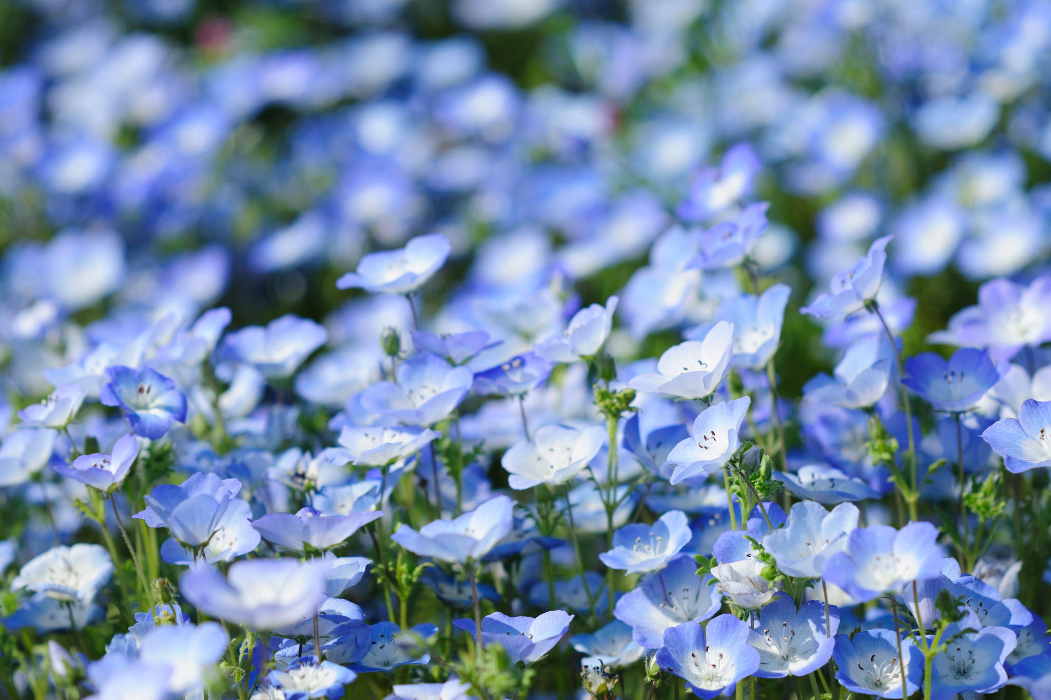 Download Blue Flower Nature Flower Hd Wallpaper 
