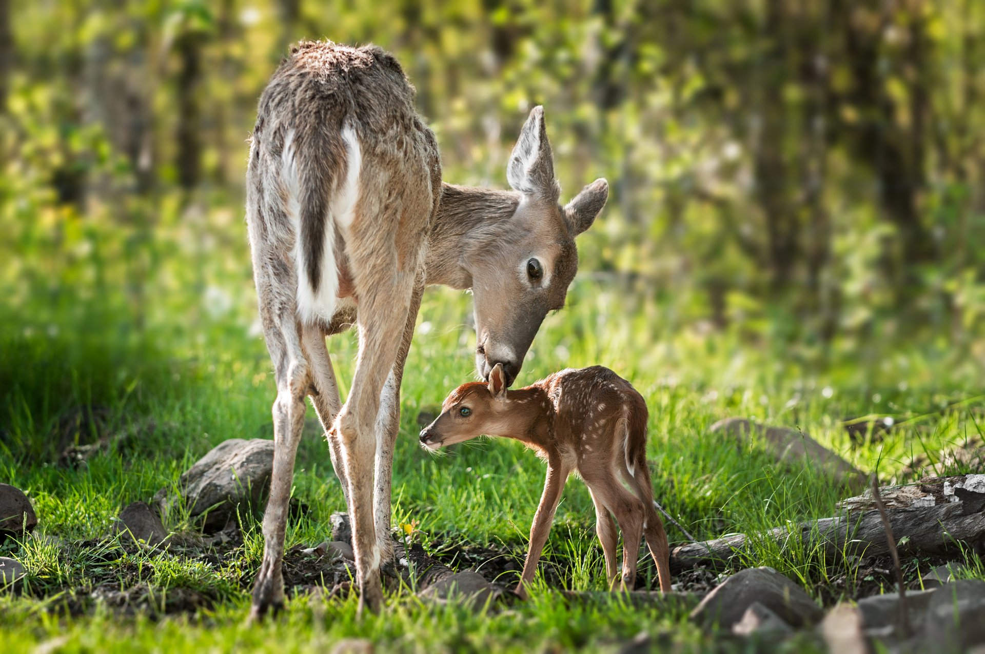 HD desktop wallpaper of a baby deer nuzzling its mother in a lush, green forest, capturing a tender moment between the animals.