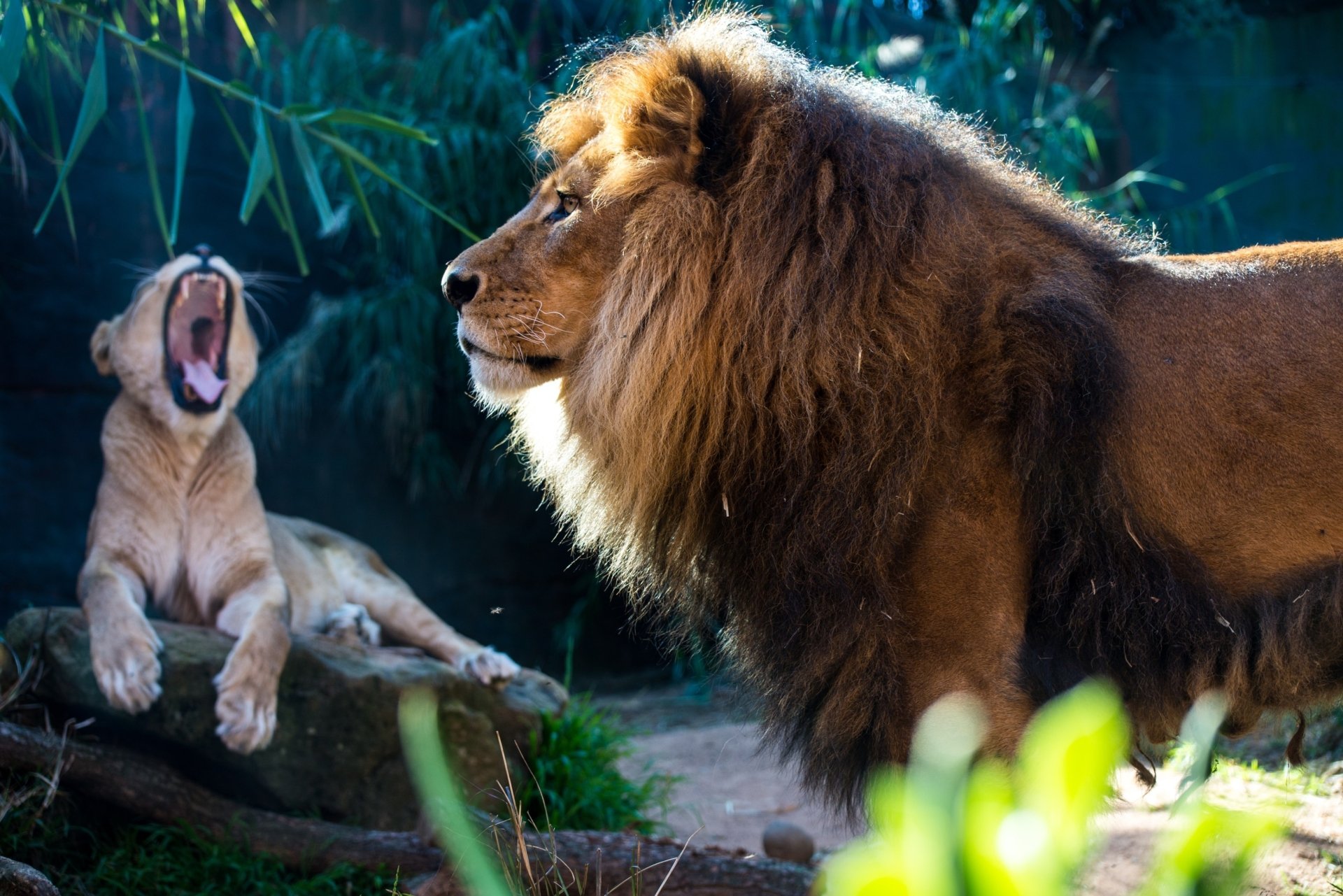 A majestic lion stands alert while another lion, lounging on a rock, yawns in the background. This HD desktop wallpaper captures the natural beauty and power of these animals in a serene setting.