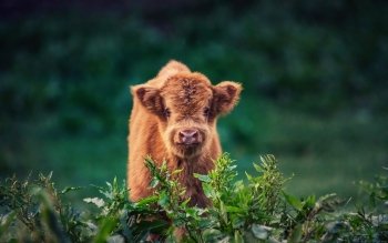 Cow Pfp
