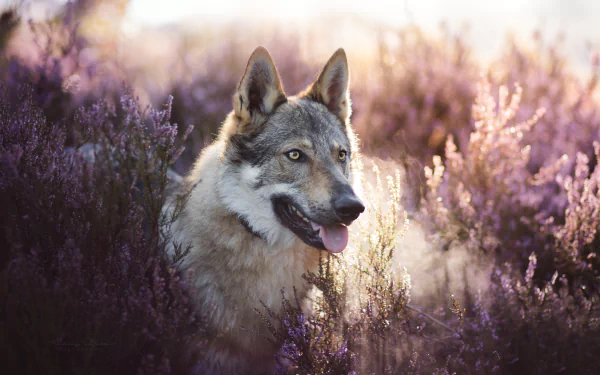 A wolfdog stands alert in a field of purple flowers, captured in a 4K Ultra HD PC desktop wallpaper showcasing natural animal beauty.
