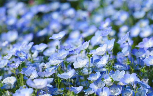 blue flower nature flower HD Desktop Wallpaper | Background Image