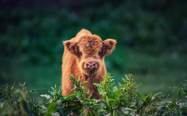 HD desktop wallpaper of a baby cow standing in green foliage, showcasing the animal's soft fur and curious expression in a natural outdoor setting.