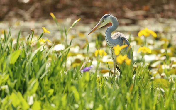 bird Animal heron HD Desktop Wallpaper | Background Image