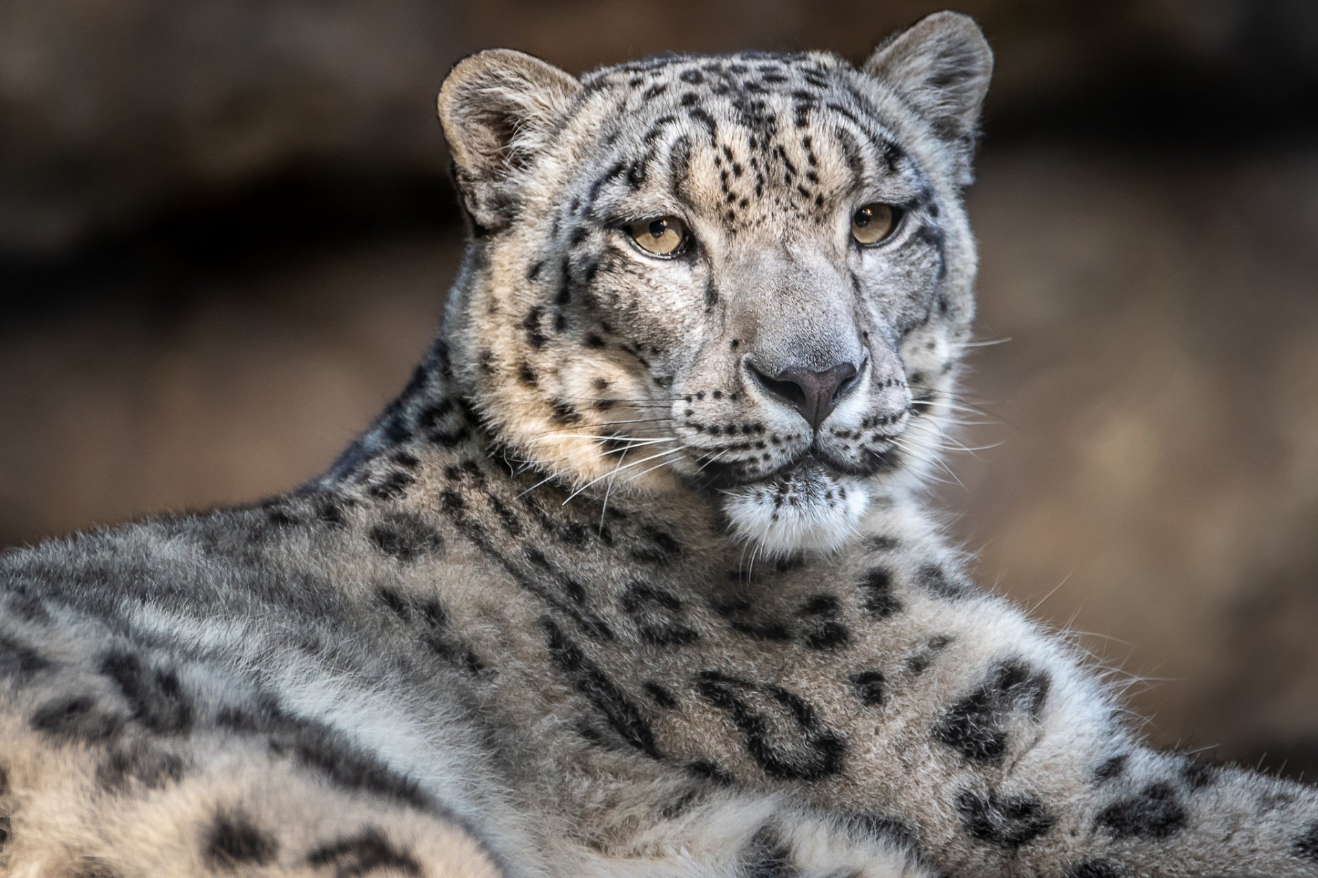 Snow Leopard HD Wallpaper Background Image 2048x1365