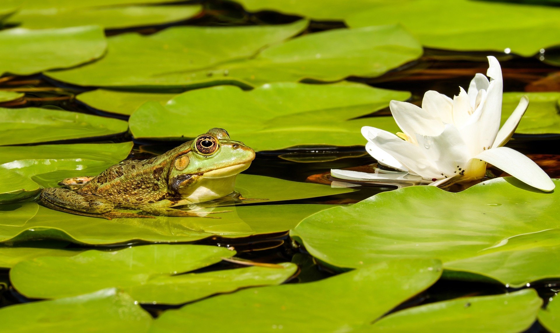 HD desktop wallpaper featuring a frog resting on green lily pads next to a blooming white water lily in a calm aquatic setting.