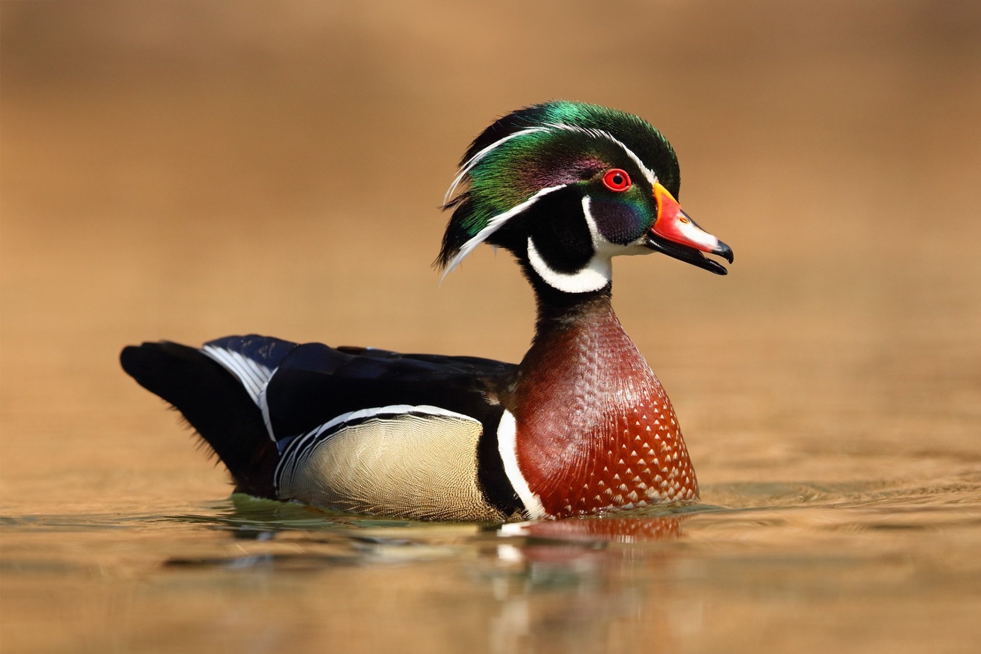 Download Bird Duck Animal Wood Duck HD Wallpaper