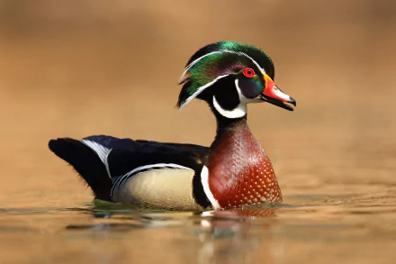 bird duck Animal wood duck HD Desktop Wallpaper | Background Image