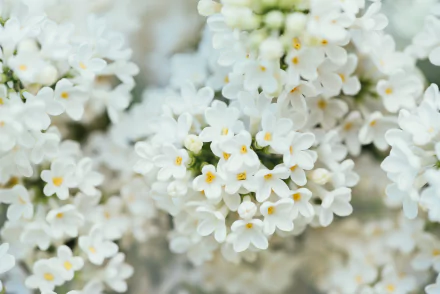 Close-up of delicate white flowers in nature, captured in vibrant 4K Ultra HD detail, creating a serene and fresh PC desktop wallpaper and background.