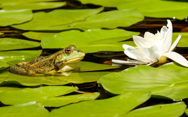 HD desktop wallpaper featuring a frog resting on green lily pads next to a blooming white water lily in a calm aquatic setting.
