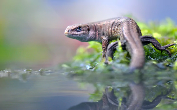HD PC desktop wallpaper of an agama lizard (reptile) perched at the water’s edge, its body mirrored in the calm surface with a soft, colorful bokeh background.