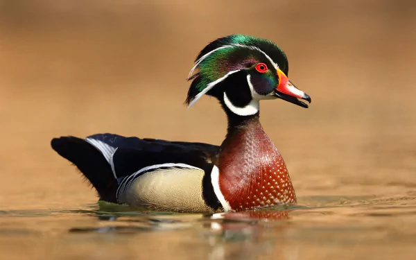 bird duck Animal wood duck HD Desktop Wallpaper | Background Image