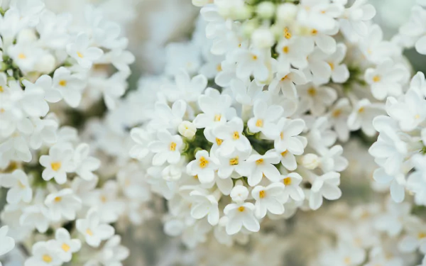Close-up of delicate white flowers in nature, captured in vibrant 4K Ultra HD detail, creating a serene and fresh PC desktop wallpaper and background.