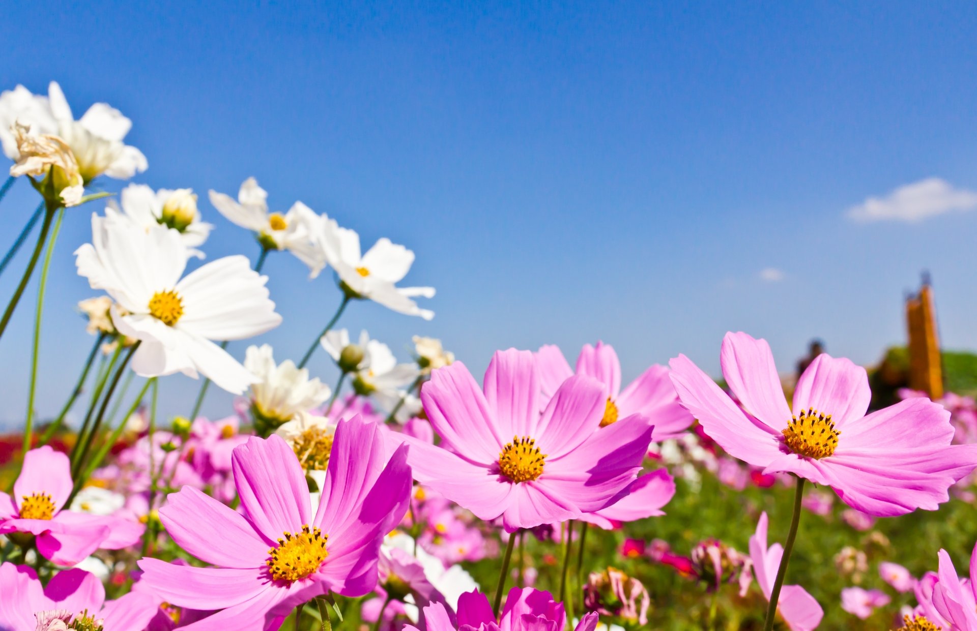 Download Summer White Flower Pink Flower Flower Nature 4k Ultra HD Wallpaper
