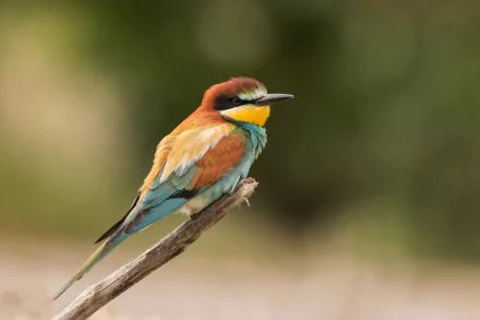 A vibrant European bee-eater bird perched on a branch, captured in sharp HD quality, creating a striking desktop wallpaper and background.