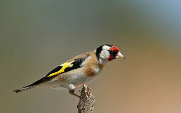 HD desktop wallpaper featuring a vibrant European goldfinch perched on a branch, showcasing its colorful feathers against a soft blurred background.
