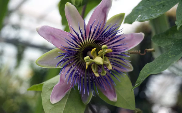 HD PC desktop wallpaper of a purple-and-white passion flower in nature — close-up of a vivid plant blossom with intricate blue filaments and green foliage background.