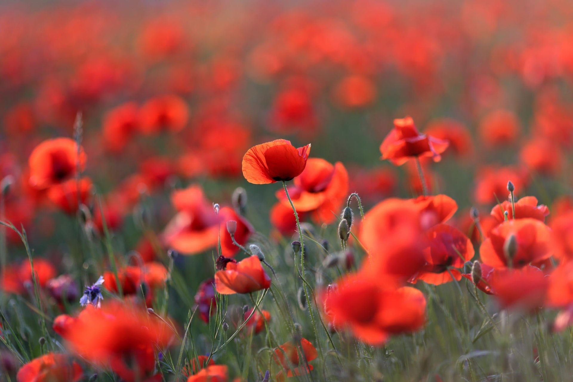 Download Summer Red Flower Flower Nature Poppy HD Wallpaper