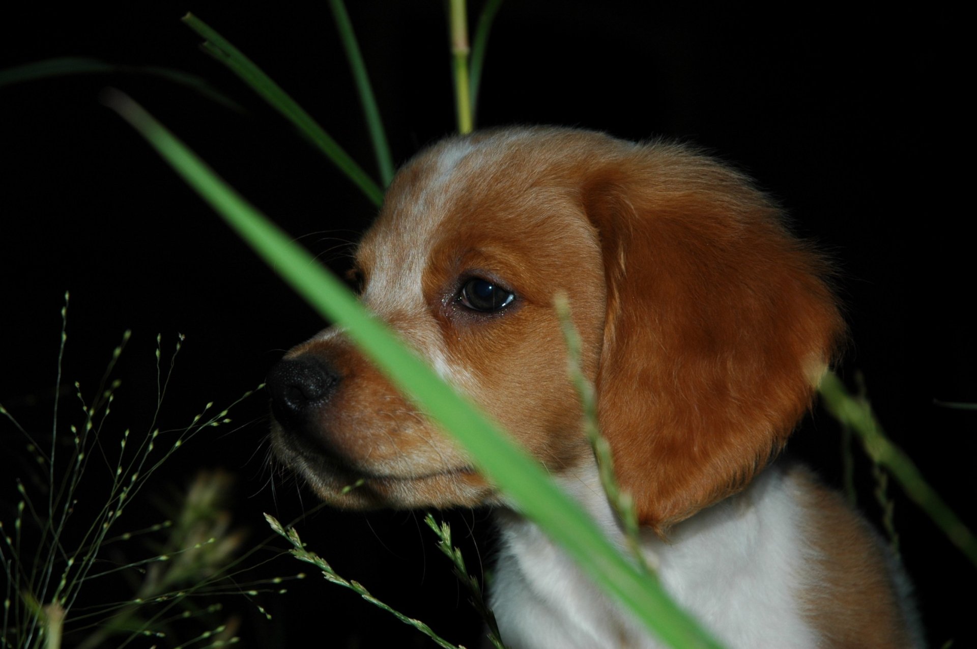 Download Animal Dog HD Wallpaper by tama915